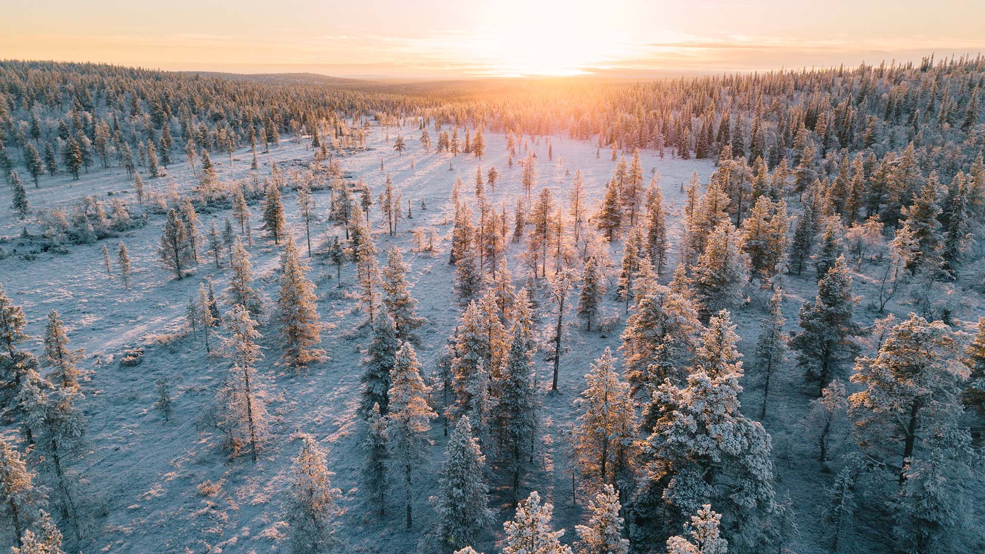 Pristine northern forest during sunset. | Lapland Luxury