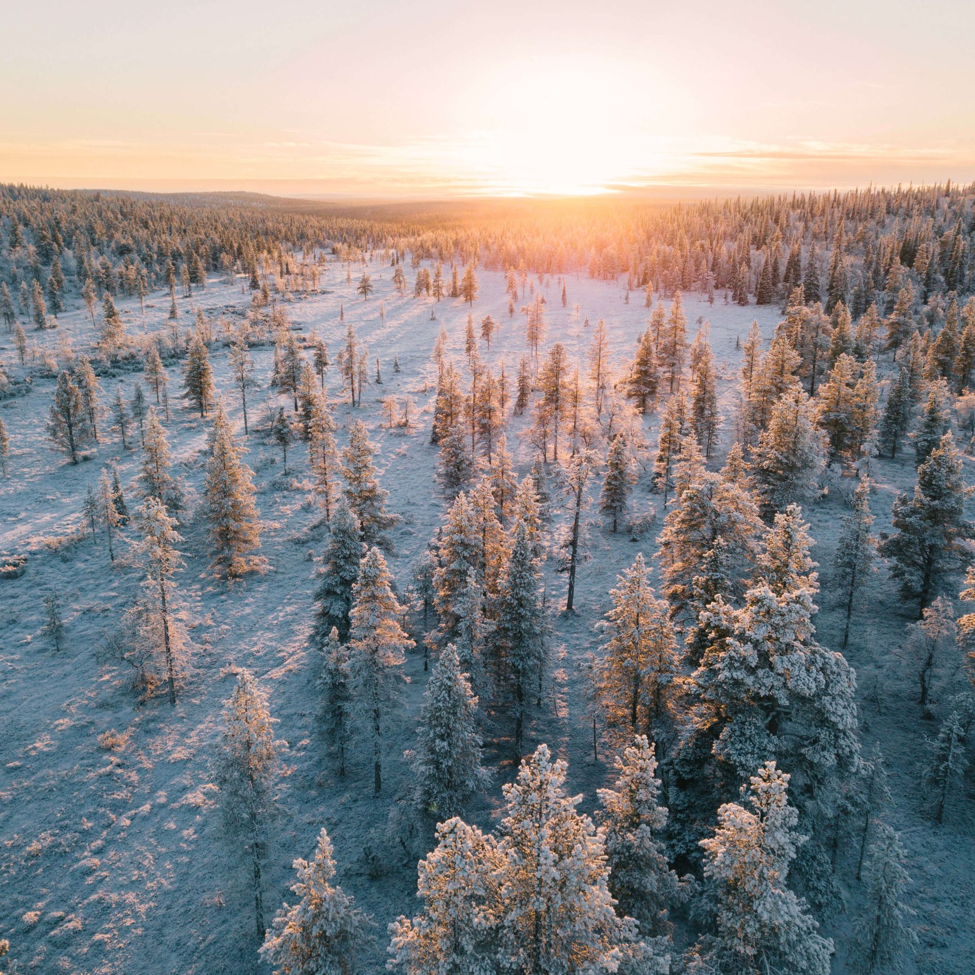 Pristine northern forest during sunset. | Lapland Luxury