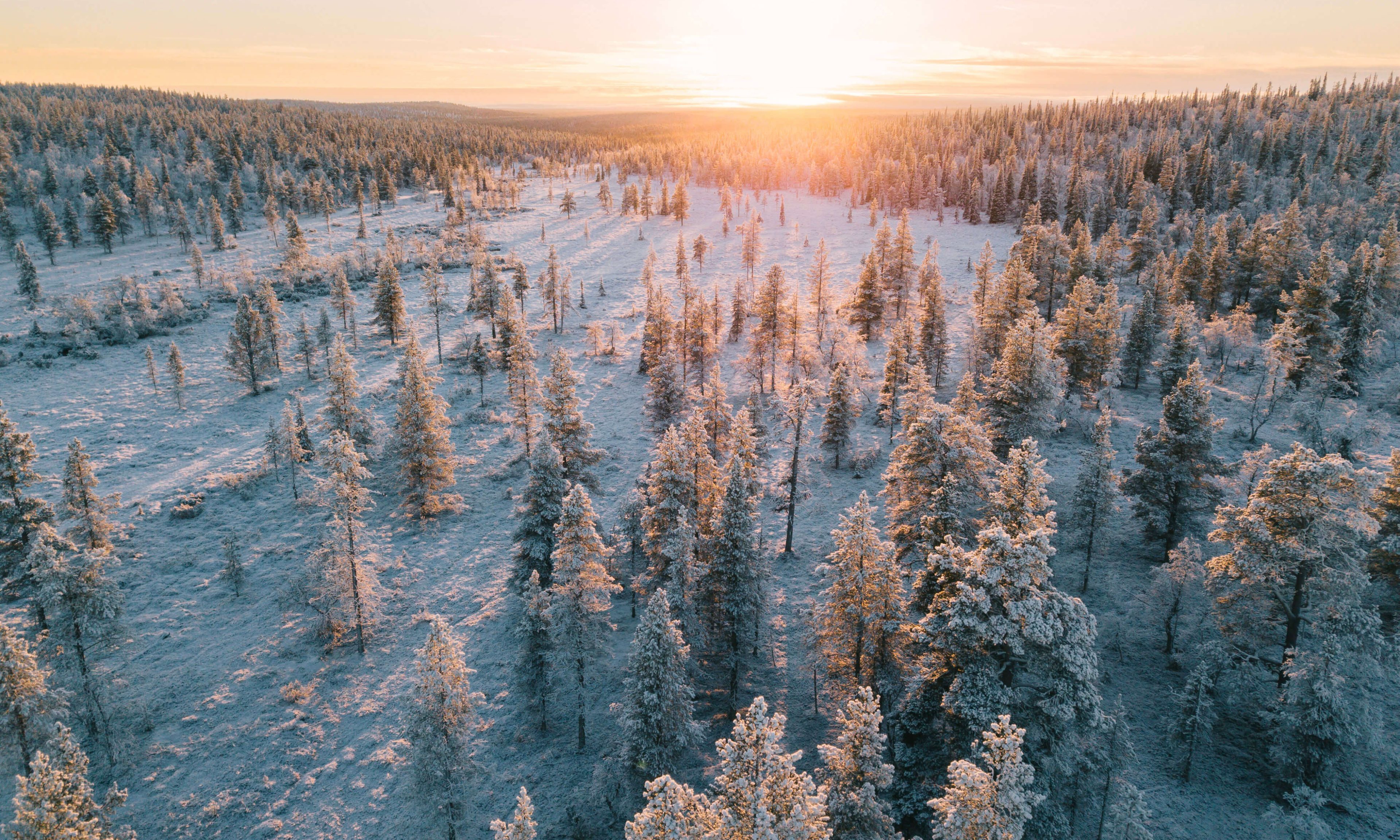 Pristine northern forest during sunset. | Lapland Luxury