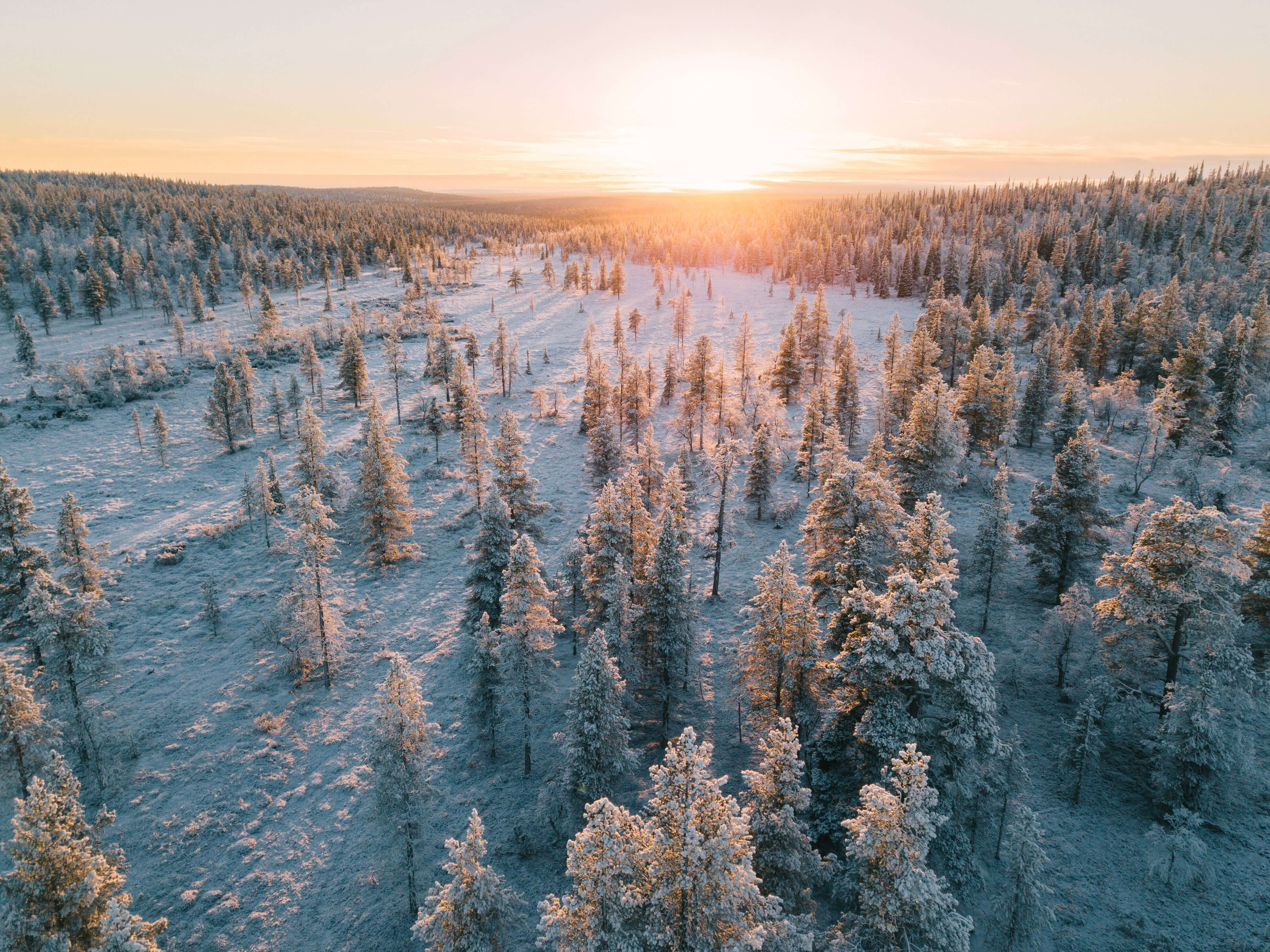 Pristine northern forest during sunset. | Lapland Luxury