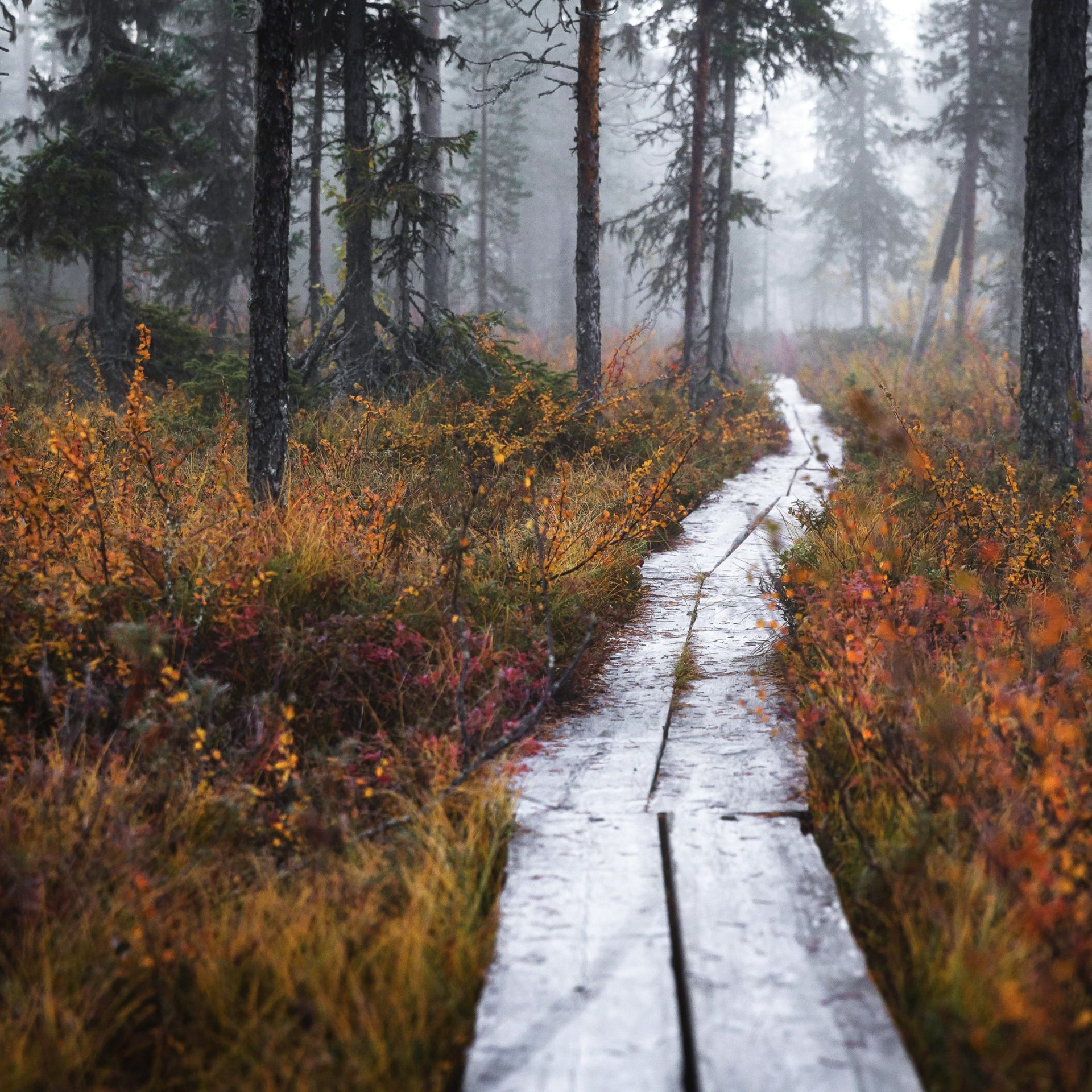 Beautiful autumn ruska captivates in Lapland. | Lapland Luxury