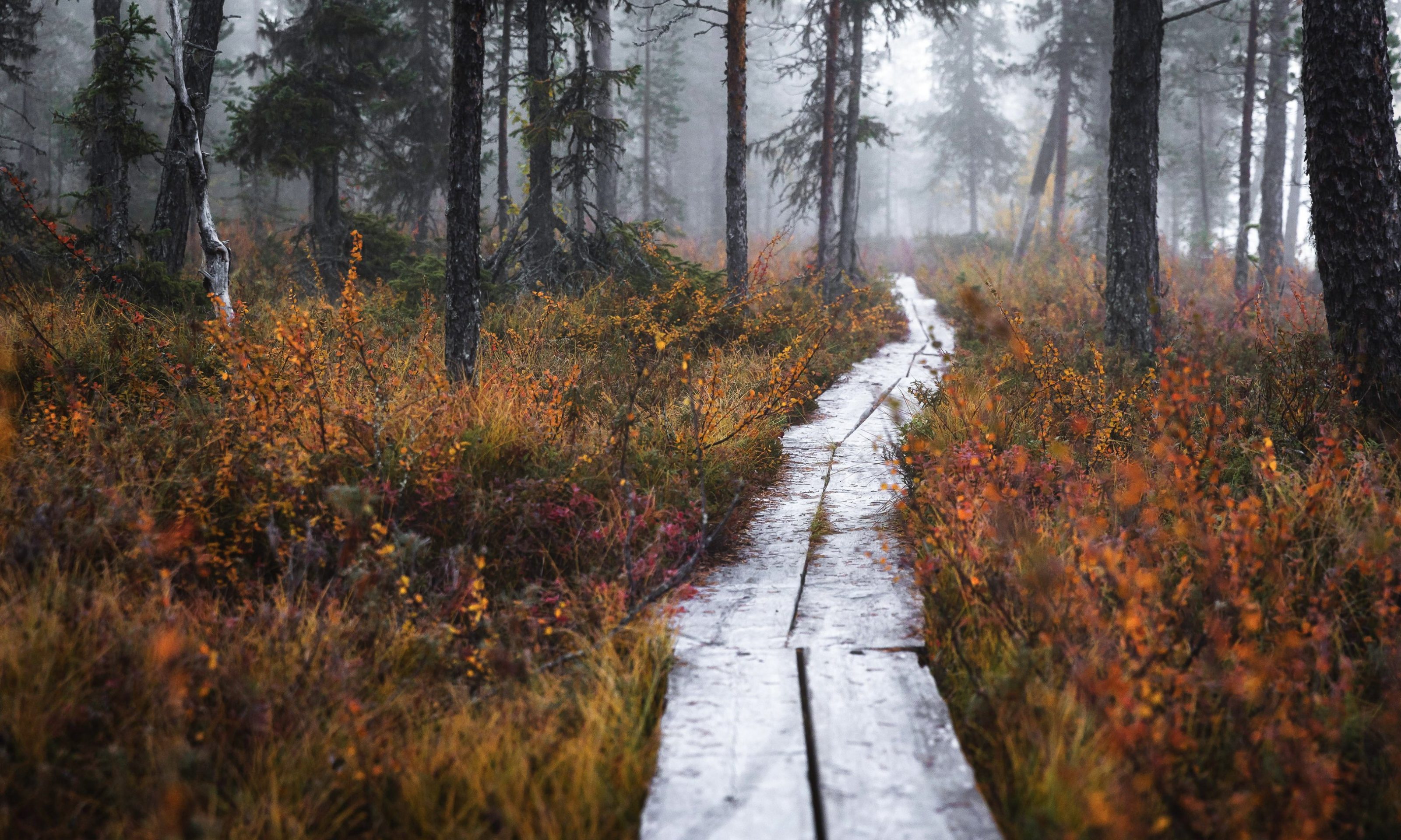 Beautiful autumn ruska captivates in Lapland. | Lapland Luxury