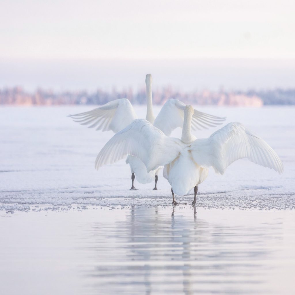 Swans on a frozen lake. | Lapland Luxury