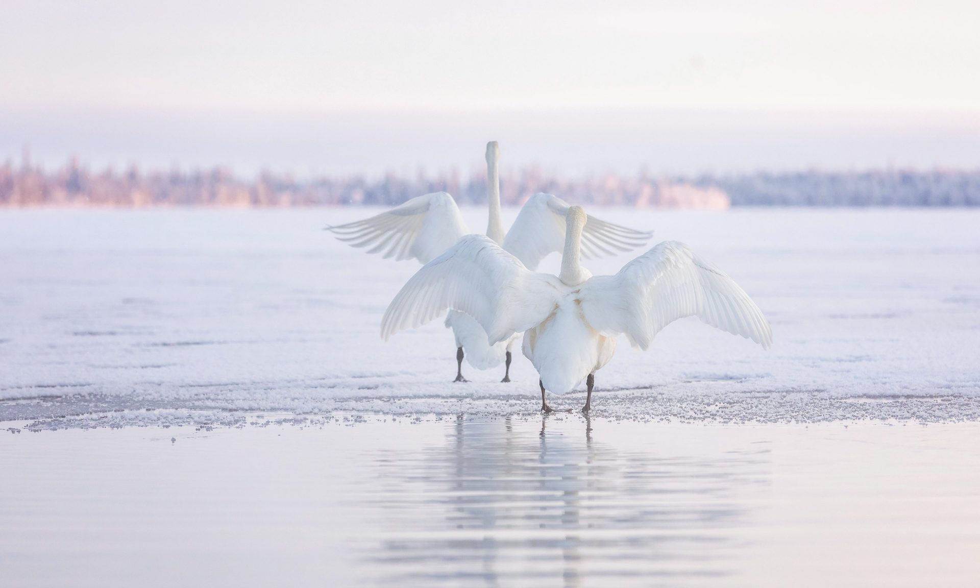 Swans on a frozen lake. | Lapland Luxury