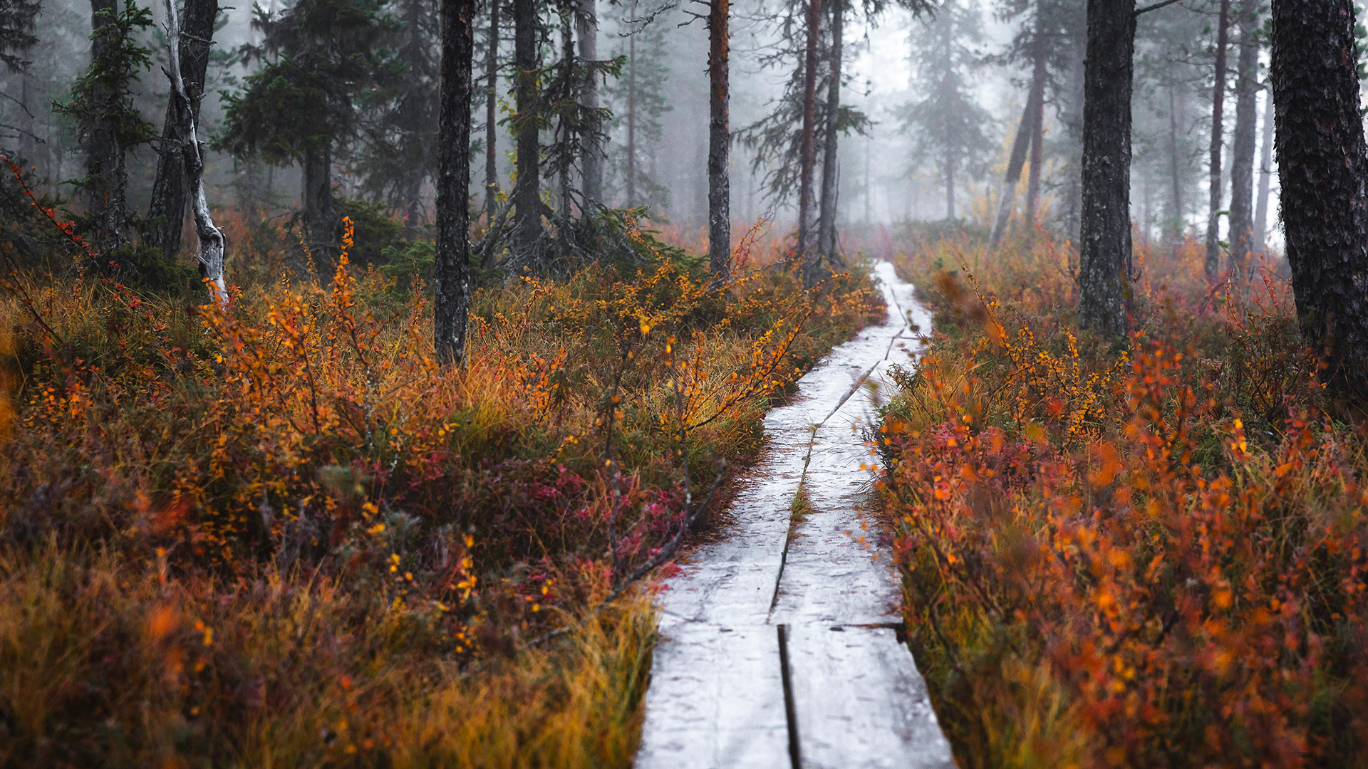 Beautiful autumn ruska captivates in Lapland. | Lapland Luxury