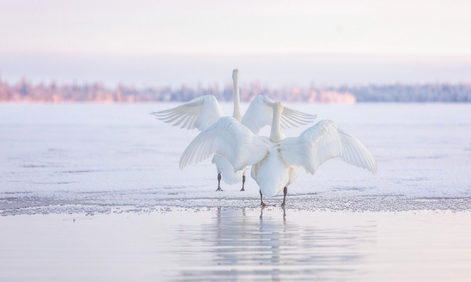 Swans on a frozen lake. | Lapland Luxury