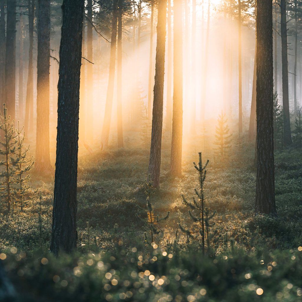 Sun rays in a northern forest. | Lapland Luxury
