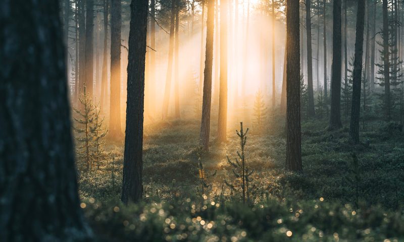 Sun rays in a northern forest. | Lapland Luxury